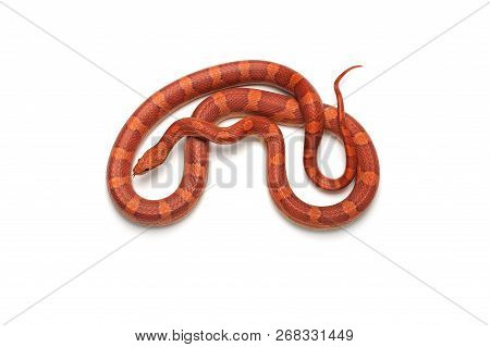 Maro Corn Snake Isolated On White Background