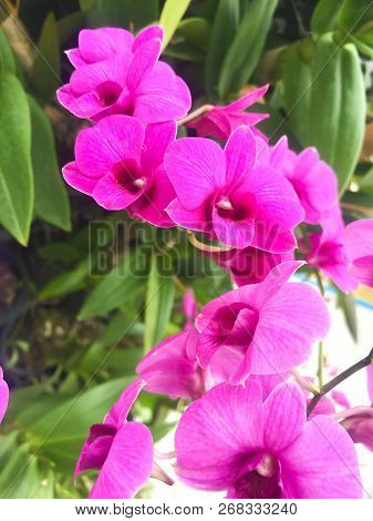Bฺeautiful Purple Phalaenopsis  (aeridinae) Orchid Flowers. Tropical, Vintage, Wedding, Winter