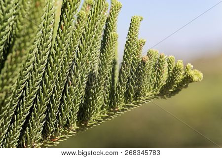 Foliage Of A Norfolk Pine