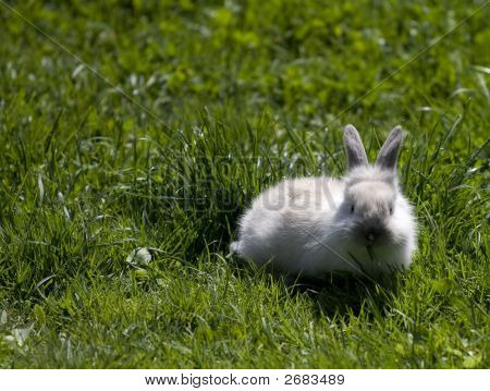 Lapin de Pâques