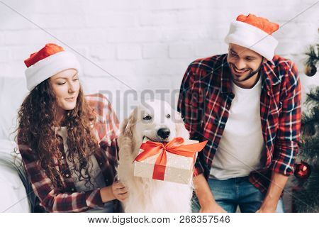 Adorable Golden Retriever With Gift Box In Mouth And Couple In Santa Hats At On Chritmas At Home