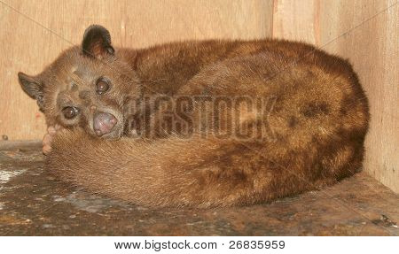 Luwak