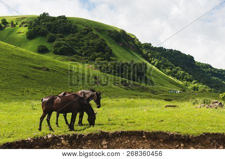 A Pair Of Horses Grazing On Green Pastures In A Mountain Valley Of A Mountain Gorge On Hills Of Mead