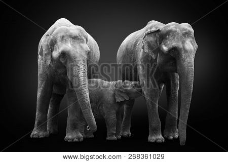 Group Of African Elephants - Mum Mother Feeds Baby Elephant Calf, And Another Elephant From His Fami