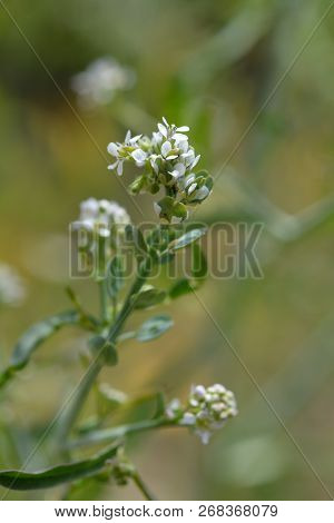 Garden Cress - Latin Name - Lepidium Sativum