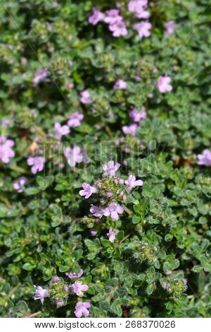 Pink Wild Thyme Flowers - Latin Name - Thymus Polytrichus