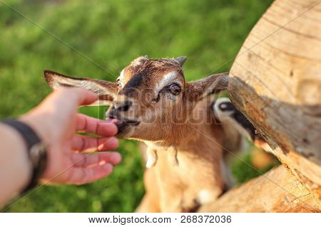 Young Brown Goat Kid Fed By Man, Looking Up Licking His Hand.