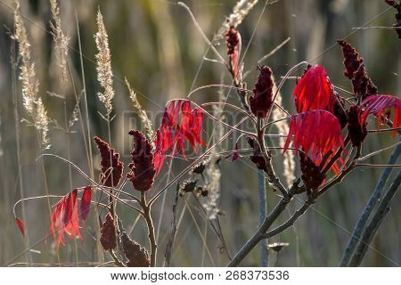 Colorful Vibrant Leaves On A Sumac Plant During The Autumn Season In Latvia. Sumac With Red  Leaves.