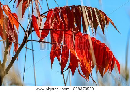 Colorful Vibrant Leaves On A Sumac Plant During The Autumn Season In Latvia. Sumac With Red  Leaves.
