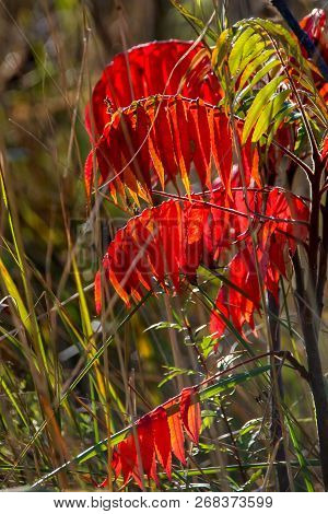 Colorful Vibrant Leaves On A Sumac Plant During The Autumn Season In Latvia. Sumac With Red And Gree
