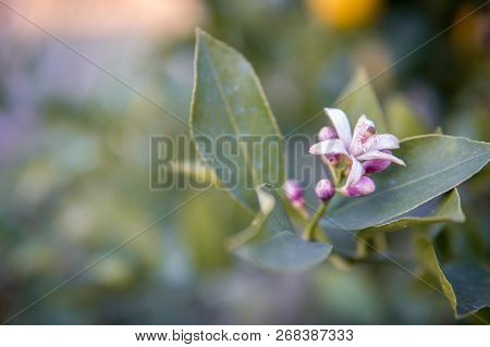 Branch Of A Lemon Tree With Blossom On A Lemon Tree.