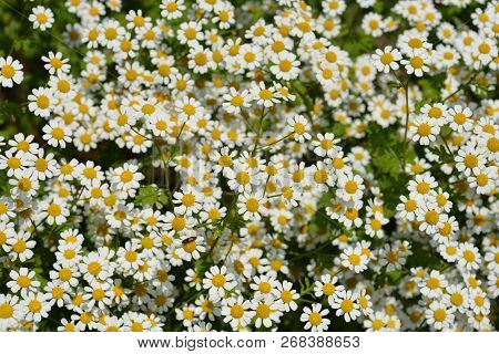 Golden Feverfew - Latin Name - Tanacetum Parthenium Aureum (chrysanthemum Parthenium Aureum)
