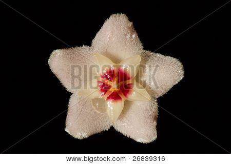 Hoya blomst isoleret på sort baggrund