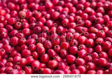 Picked Red Ripe Medical Berries Of A Hawthorn Close Up