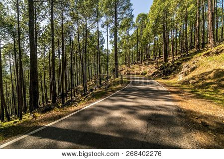 Empty Road In Pines Tree Forest In Himalayas - Sankri Range, Uttrakhand, India