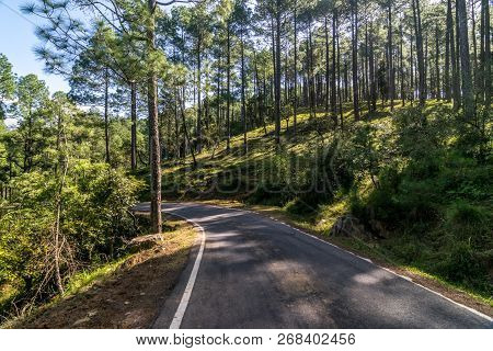 Empty Road In Pines Tree Forest In Himalayas - Sankri Range, Uttrakhand, India