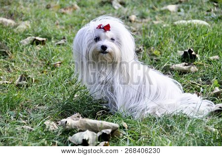 Small Dog Maltezer, In The Autumn Forest