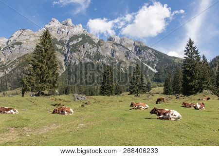 Cows With A Beautiful Mountain Landscape Next To Werfenweng In The Salzburger Land