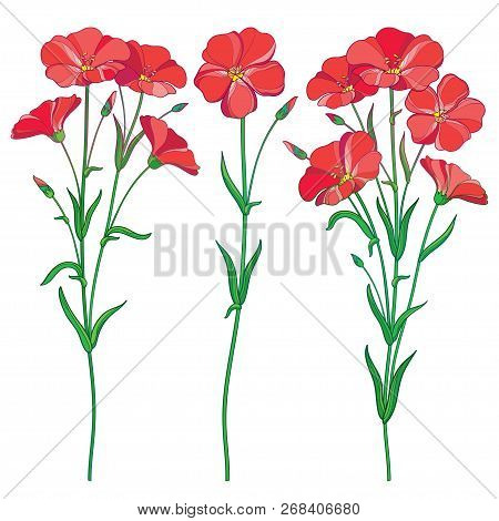 Vector Set With Outline Red Flax Plant Or Linseed Or Linum Flowers Bunch, Bud And Green Leaf Isolate