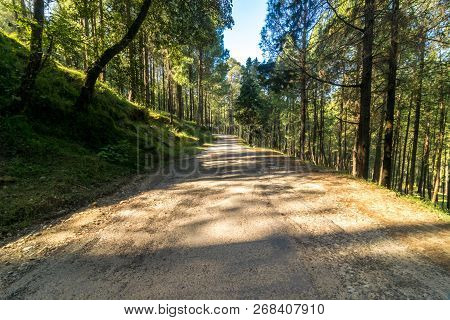 Empty Road In Pines Tree Forest In Himalayas - Sankri Range, Uttrakhand, India