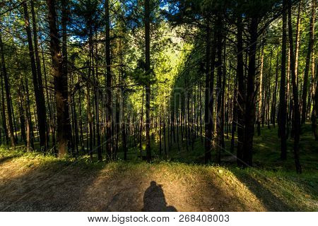Pines Tree Forest In Himalayas, Sankri, India