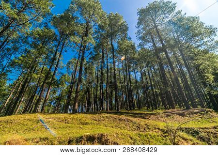 Pines Tree Forest In Himalayas, Sankri, India