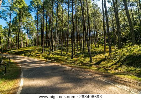 Empty Road In Pines Tree Forest In Himalayas - Sankri Range, Uttrakhand, India
