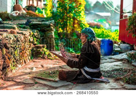 Sankri Range, Uttrakhand, India - October 7, 2018 : A Photo Of Working Old Lady In Himalayas -