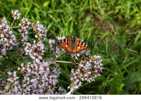 Beautiful Butterfly Urticaria, Aglais Urticae, Nymphalis Urticae