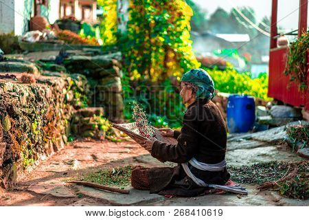 Sankri Range, Uttrakhand, India - October 7, 2018 : A Photo Of Working Old Lady In Himalayas -