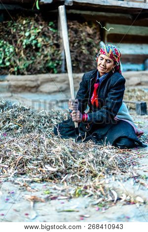 Sankri Range, Uttarakhand, India - October 7, 2018 : A Portrait Of Working Old Woman In Himalayas -
