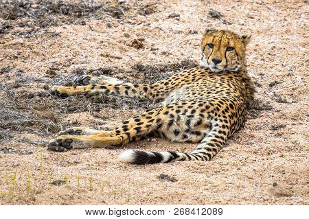 Cheetah (acinonyx Jubatus)  Juvenile Animal Resting In Sandy River Bed In Kruger National Park, Sout
