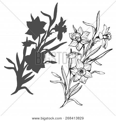 Realistic Hand Drawn Flowers Daffodils, Narcissus Isolated On White. Monochrome Botanical Element Fo