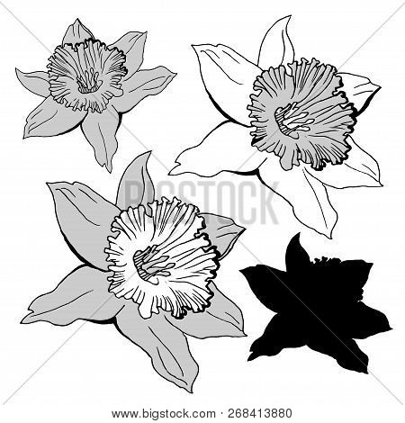 Realistic Hand Drawn Sketch With Flowers Daffodils, Narcissus Isolated On White. Black And White Bot