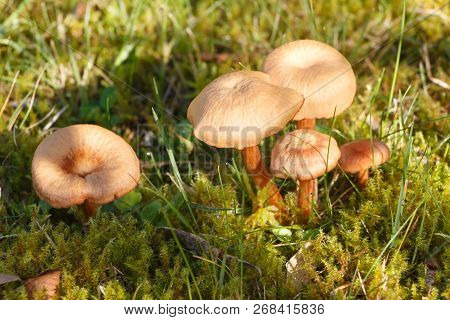 Mower's Mushrooms In Moss
