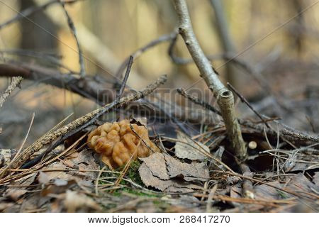 Spring Forest Mushrooms (gyromitra Gigas), The First Spring Mushroom