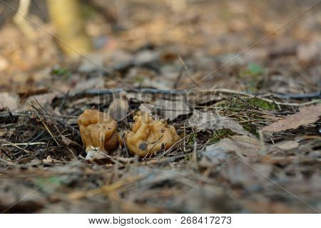 Spring Forest Mushrooms (gyromitra Gigas), The First Spring Mushroom
