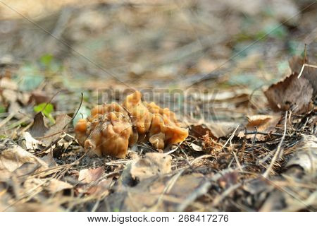 Spring Forest Mushrooms (gyromitra Gigas), The First Spring Mushroom