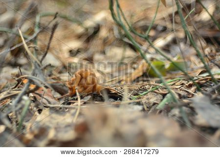 Spring Forest Mushrooms (gyromitra Gigas), The First Spring Mushroom