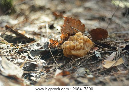 Spring Forest Mushrooms (gyromitra Gigas), The First Spring Mushroom