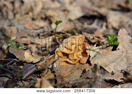 Spring Forest Mushrooms (gyromitra Gigas), The First Spring Mushroom