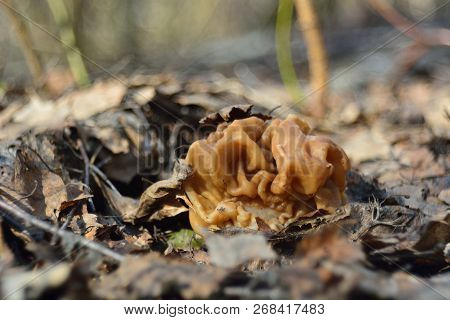 Spring Forest Mushrooms (gyromitra Gigas), The First Spring Mushroom