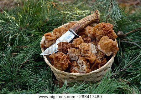 Spring Forest Mushrooms (gyromitra Gigas), The First Spring Mushroom