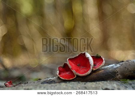 Unusual Spring Mushroom Sarcoscypha Bright Red (sarcoscypha Coccinea), The First Spring Mushroom