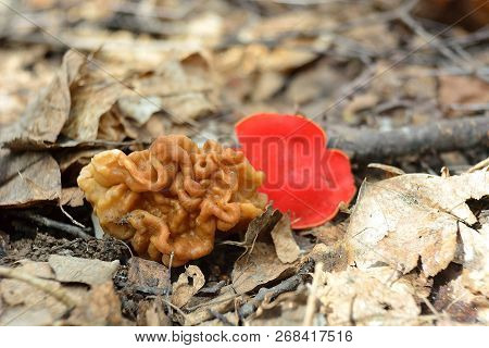 Spring Forest Mushrooms (gyromitra Gigas), The First Spring Mushroom