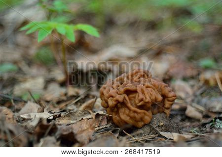 Spring Forest Mushrooms (gyromitra Gigas), The First Spring Mushroom