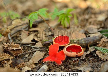 Unusual Spring Mushroom Sarcoscypha Bright Red (sarcoscypha Coccinea), The First Spring Mushroom