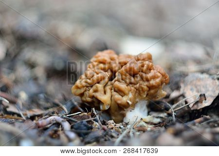 Spring Forest Mushrooms (gyromitra Gigas), The First Spring Mushroom