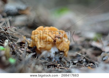 Spring Forest Mushrooms (gyromitra Gigas), The First Spring Mushroom