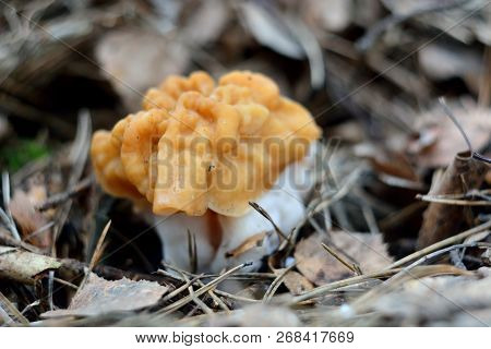 Spring Forest Mushrooms (gyromitra Gigas), The First Spring Mushroom
